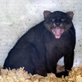 Jaguarondi - eyra - chat-loutre (Herpailurus jaguaroundi)