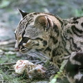 Ocelot (Leopardus pardalis - Felis pardalis)
