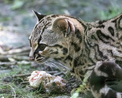 Ocelot (Leopardus pardalis - Felis pardalis)