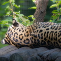 jaguar (Panthera onca)