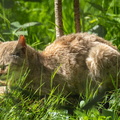  Chat sauvage de Gordon (Felis silvestris gordoni)