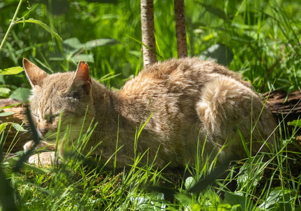  Chat sauvage de Gordon (Felis silvestris gordoni)