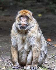 macaque de Barbarie - magot - macaque berbère (Macaca sylvanus)