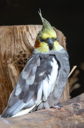 Calopsitte élégante Nymphicus hollandicus - Cockatiel