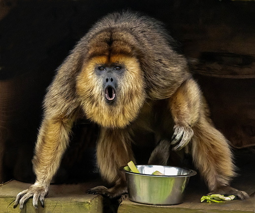 Hurleur noir Alouatta caraya