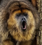 Hurleur noir Alouatta caraya