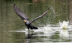 Grand Cormoran Phalacrocorax carbo - Great Cormorant