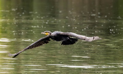 Grand Cormoran Phalacrocorax carbo - Great Cormorant