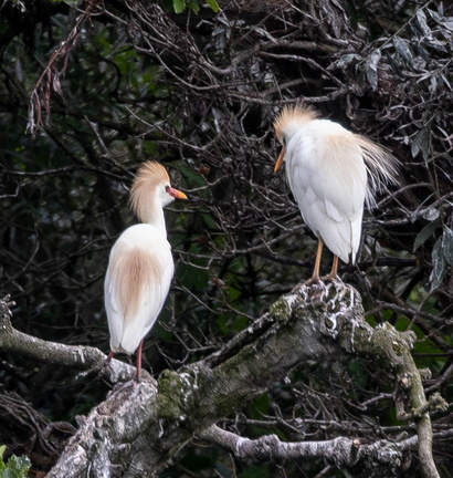 Héron garde-boeufs Bubulcus ibis - Western Cattle Egret