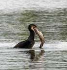 Grand Cormoran Phalacrocorax carbo - Great Cormorant