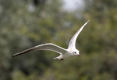 Mouette rieuse Chroicocephalus ridibundus - Black-headed Gull