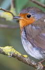 Rougegorge familier Erithacus rubecula - European Robin