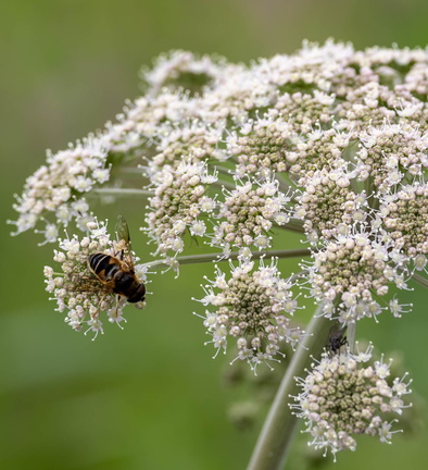 Eristalis arbustorum, éristale des arbustes et Angelica sylvestris