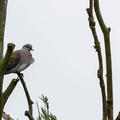 Tourterelle des bois Streptopelia turtur - European Turtle Dove