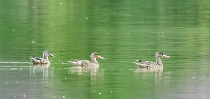 Canard souchet - Spatula clypeata Northern Shoveler 