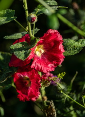 Rose trémière