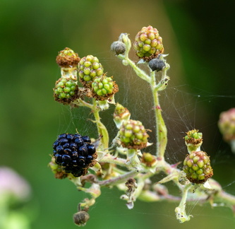 mûre (fruit de la ronce)