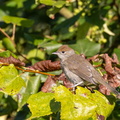 Fauvette à tête noire Sylvia atricapilla - Eurasian Blackcap