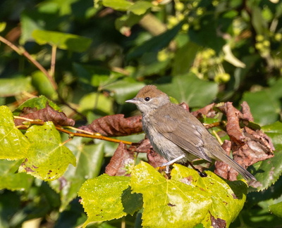 Fauvette à tête noire Sylvia atricapilla - Eurasian Blackcap