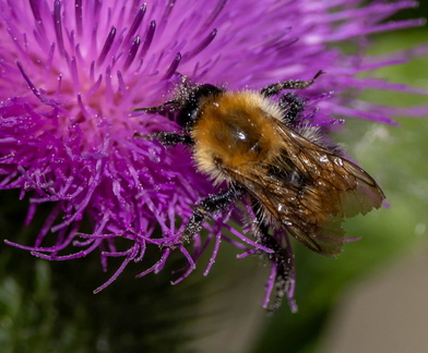 Bombus pascuorum