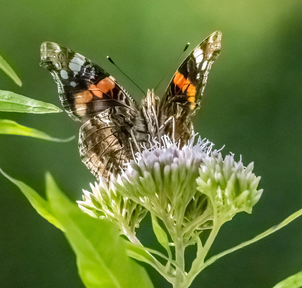 Vulcain (Vanessa atalanta)