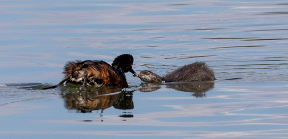 Grèbe à cou noir Podiceps nigricollis - Black-necked Grebe