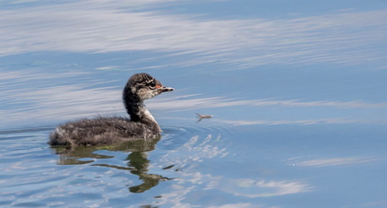 Grèbe à cou noir Podiceps nigricollis - Black-necked Grebe