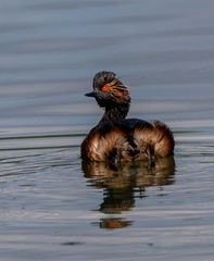 Grèbe à cou noir Podiceps nigricollis - Black-necked Grebe