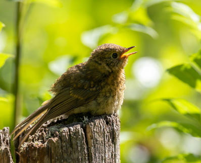 Rougegorge familier Erithacus rubecula - European Robin