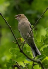 Pinson des arbres Fringilla coelebs - Eurasian Chaffinch