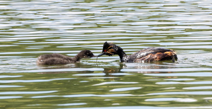 Grèbe à cou noir Podiceps nigricollis - Black-necked Grebe