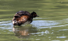 Grèbe à cou noir Podiceps nigricollis - Black-necked Grebe