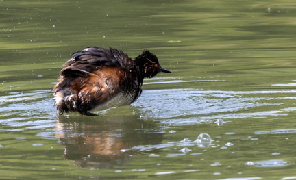 Grèbe à cou noir Podiceps nigricollis - Black-necked Grebe