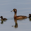  Fuligule morillon Aythya fuligula - Tufted Duck