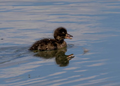  Fuligule morillon Aythya fuligula - Tufted Duck