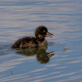  Fuligule morillon Aythya fuligula - Tufted Duck