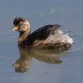 Grèbe castagneux Tachybaptus ruficollis - Little Grebe