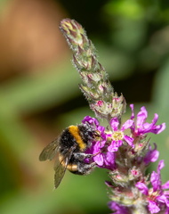 Bourdon terrestre