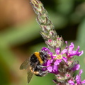 Bourdon terrestre