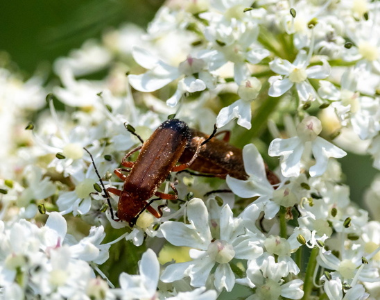 téléphore fauve (Rhagonycha fulva)