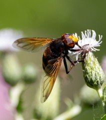 Volucella zonaria