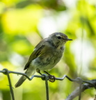 Pouillot véloce Phylloscopus collybita - Common Chiffchaff (transition)