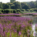 marais de Bonnance en fleur (salicaire commune)
