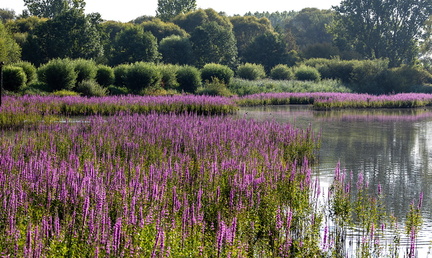 marais de Bonnance en fleur (salicaire commune)