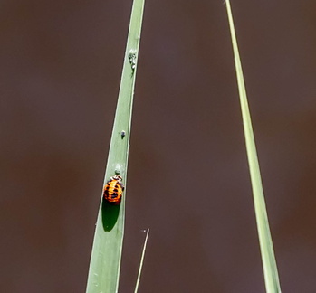 Harmonia axyridis  - Coccinelle asiatique (nymphe) 