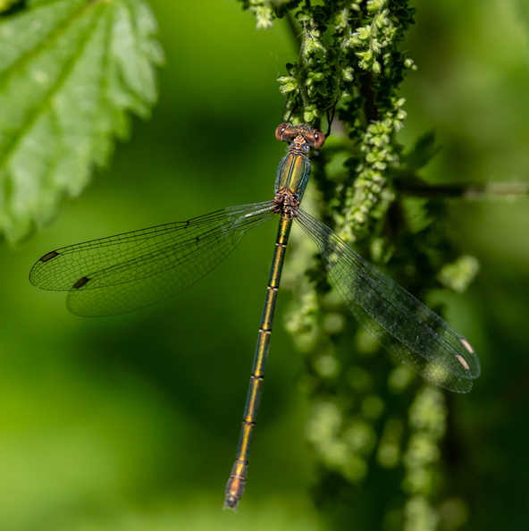 Odonate Zygoptère (demoiselle) Leste vert - Chalcolestes viridis