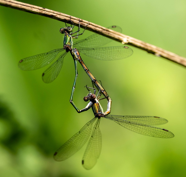  Odonate Zygoptère (demoiselle) Leste vert - Chalcolestes viridis