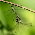  Odonate Zygoptère (demoiselle) Leste vert - Chalcolestes viridis