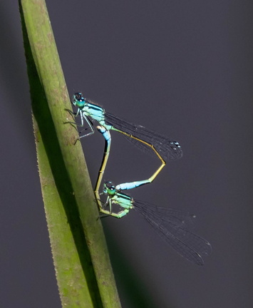 Odonate Zygoptère (demoiselle): agrion élégant