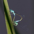 Odonate Zygoptère (demoiselle): agrion élégant